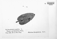 Uromyces scrophulariae image